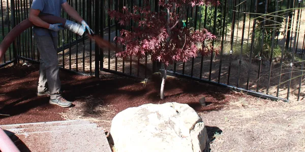 Advanced Bark Blowing employee blowing dark fine bark on residential property.