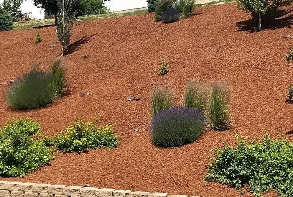 Medium red fir bark on commercial property.